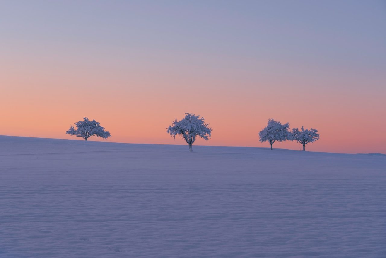three trees in the middle of a snowy field